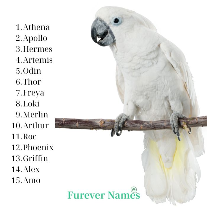 Parrot names from history or mythology