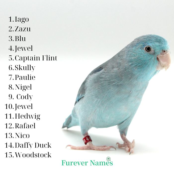 Famous bird names