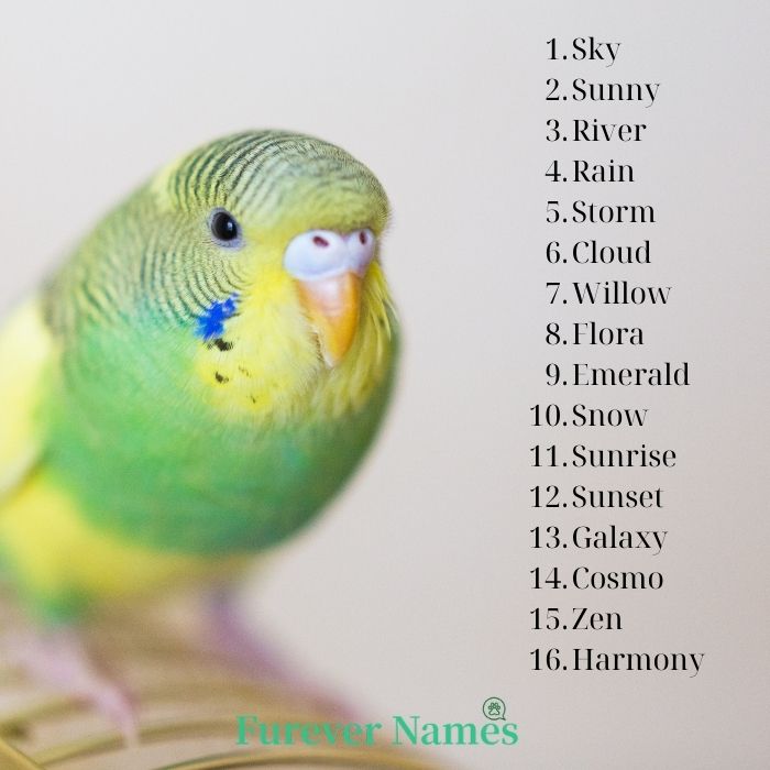 parrot names from nature