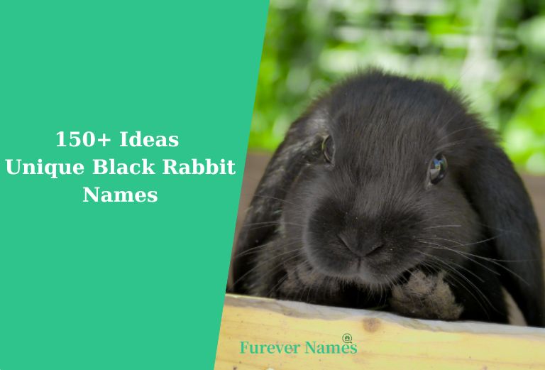 150+ Ideas Unique Black Rabbit Names For Pet