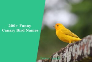 200+ Funny Canary Bird Names for Male and Female Birds