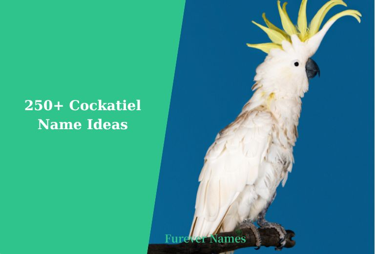 Cockatiel name ideas for male and female birds