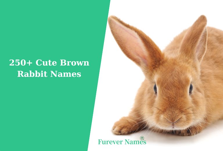 250+ Best Brown Rabbit Names For Your Cute Bunny Names