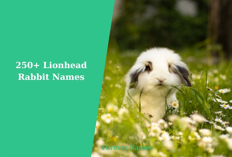 250+ Idea Lionhead Rabbit Names for Your Pet