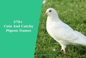 270+ Cute And Catchy Pigeon Names With Generator