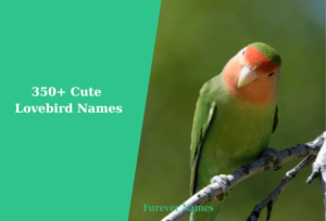 350+ Cute and Catchy Lovebird Names for Your Feathery Friend