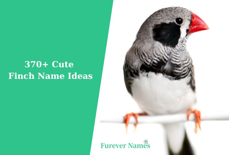 370 Cute finch name ideas