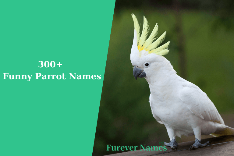 Funny Parrot Names for Your Feathered Friend