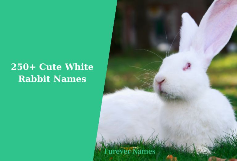 250+ Cute White Rabbit Names For Your Bunny