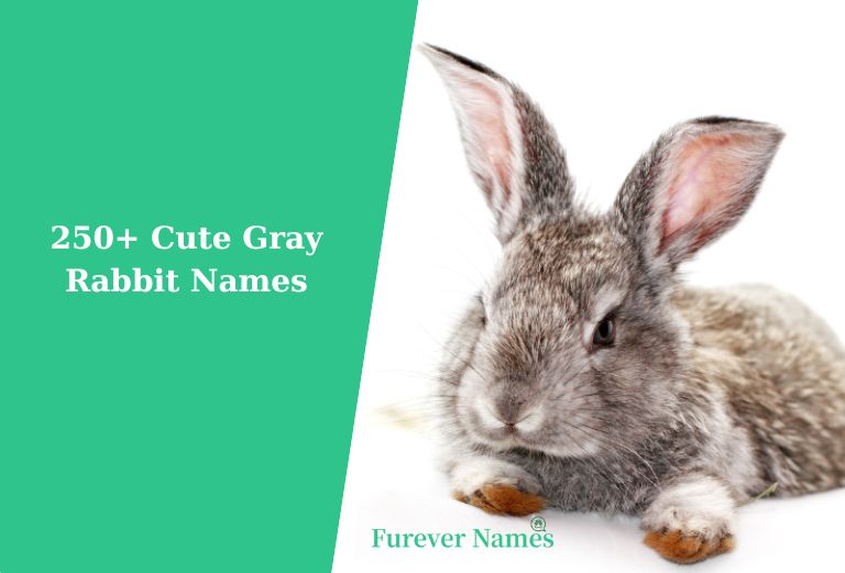 250+ Cute Gray Rabbit Names for Your Bunny