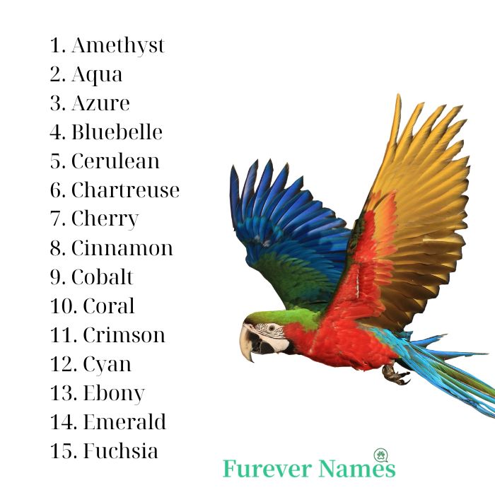 Parrot names, male, female, famous, and funny