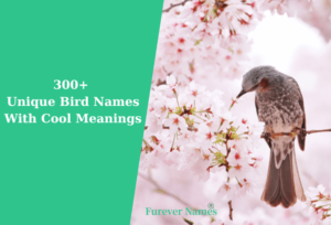 300+ Unique Pet Bird Names With Cool Meanings